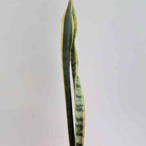 planta-espada-grande