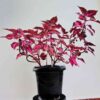 planta-coracao-magoado