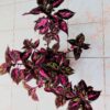 planta-coracao-magoado