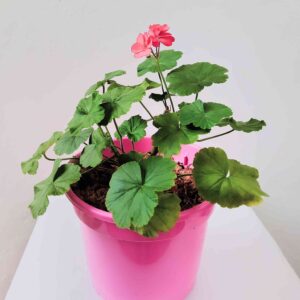 planta-geranio-rosa