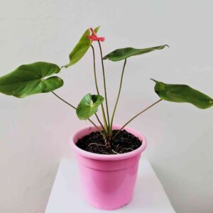 planta-anturio-vermelho