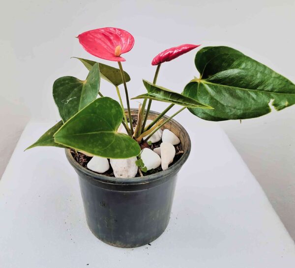 planta-mini-anturio-vermelho