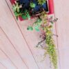 plantas-mistura-de-suculentas