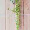 plantas-mistura-de-suculentas