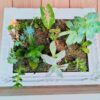 plantas-mistura-de-suculentas