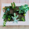 plantas-mistura-de-suculentas