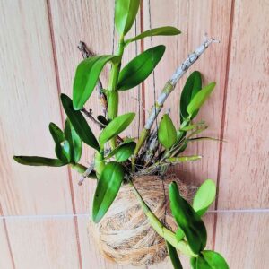 planta-orquidea-em-bola-de-sisal