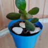 planta-jade