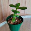 planta-jade