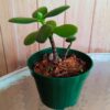 planta-jade