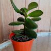 planta-jade
