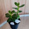 planta-jade