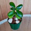 planta-jade