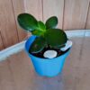 planta-jade