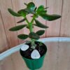 planta-jade
