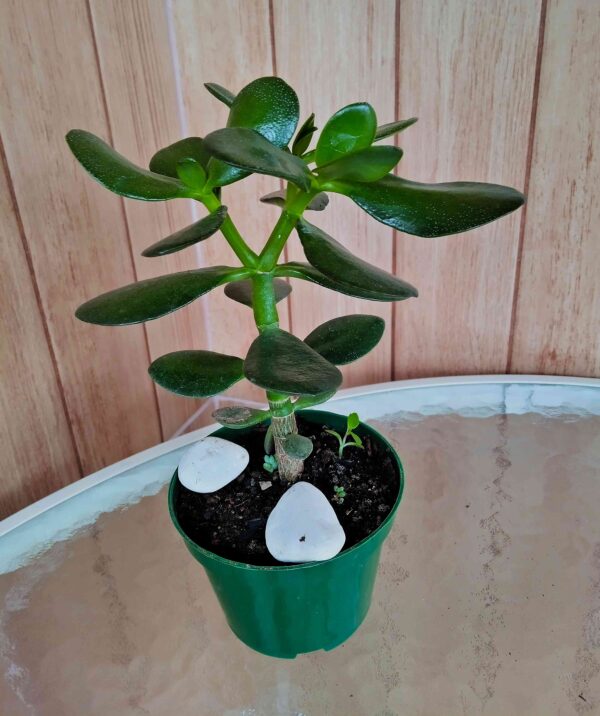 planta-jade