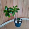 planta-jade