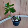 planta-jade